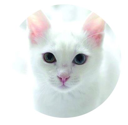 Nálepka na senzor Freestyle Libre - Bílá kočka