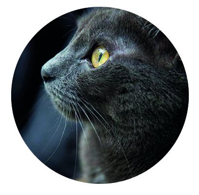 Nálepka na senzor Freestyle Libre - Černá kočka